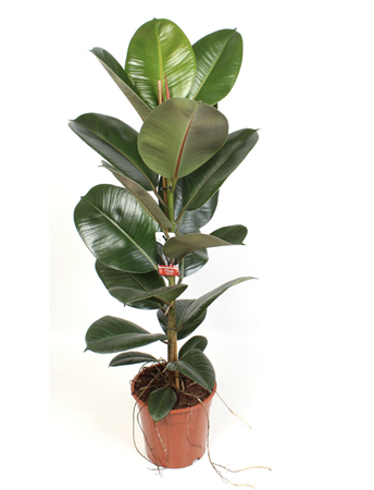 Ficus elastica robusta pianta foglie grandi