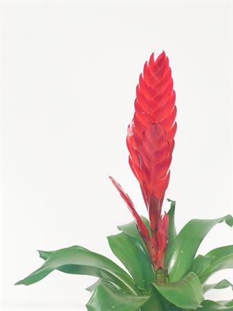 Vriesea