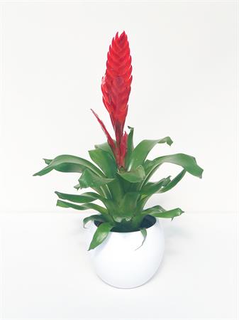 Vriesea