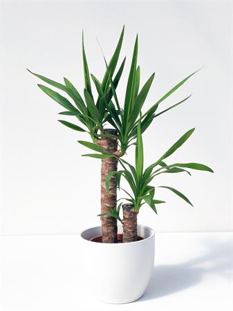 Yucca due rami