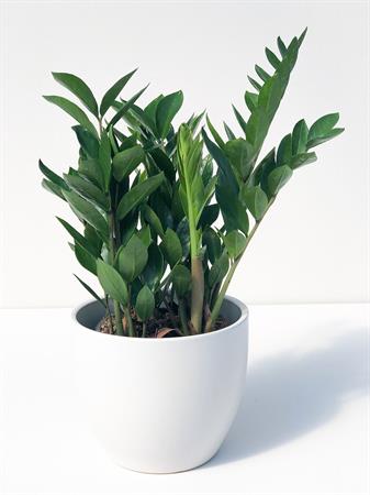Zamia pianta tropicale da interno