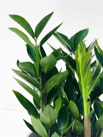 Zamia pianta tropicale da interno