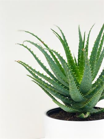 Aloe Vera pianta da interno