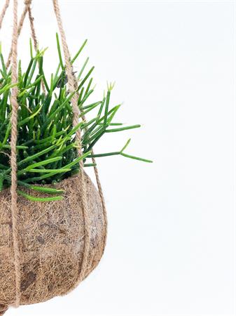 Kokodama Rhipsalis cactus ricadente da appendere