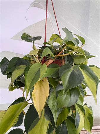 Philodendro Brasil verde giallo