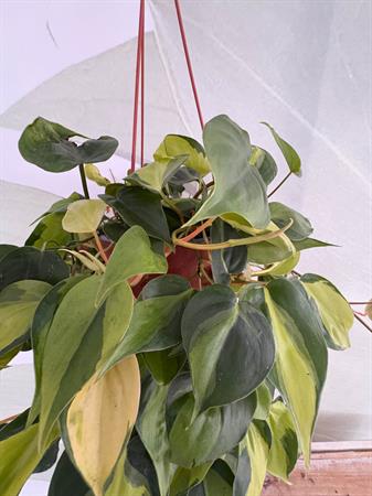 Philodendro Brasil verde giallo