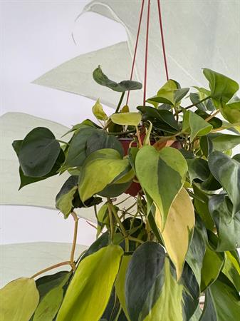 Philodendro Brasil verde giallo