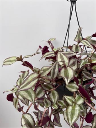 Tradescantia zebrina erba miseria pianta viola ricadente