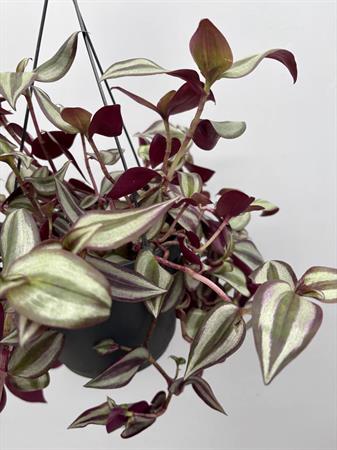 Tradescantia zebrina erba miseria pianta viola ricadente