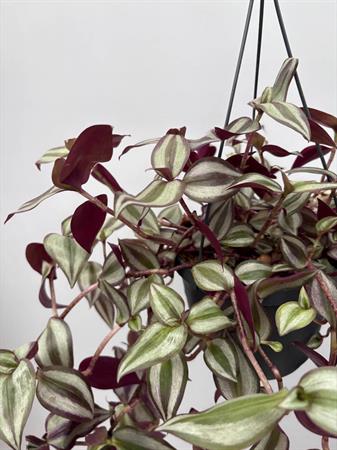 Tradescantia zebrina erba miseria pianta viola ricadente