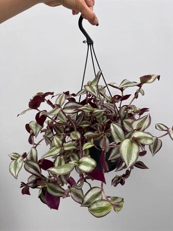 Tradescantia zebrina erba miseria pianta viola ricadente