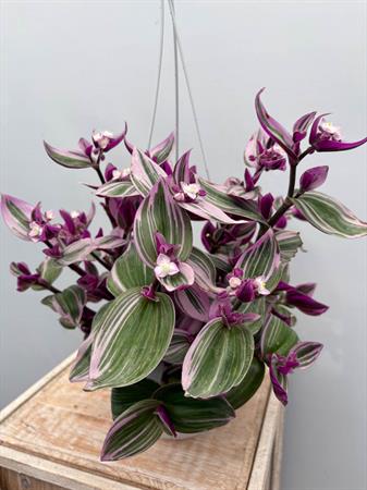 Pianta rosa ricadente tradescantia nanouk basket