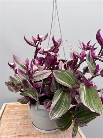 Pianta rosa ricadente tradescantia nanouk basket