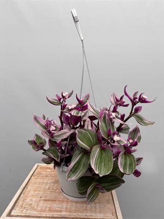 Pianta rosa ricadente tradescantia nanouk basket