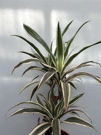 Dracaena due rami variegata bianca