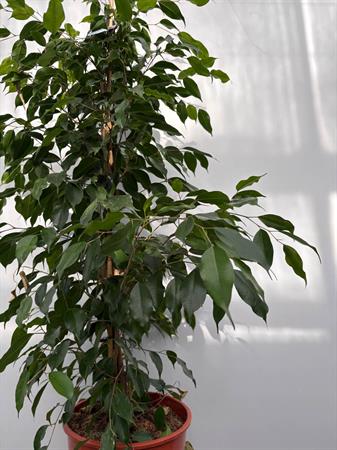 Ficus benjamin pianta da interno