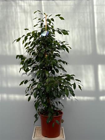 Ficus benjamin pianta da interno