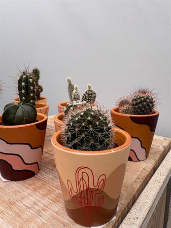 Grasse in vasetto deserto ceramica