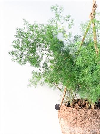 Kokodama Asparagus Plumosus piccolo da appendere