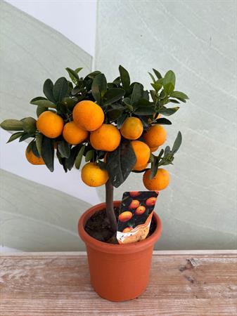 Calamondino Bonsai con arance