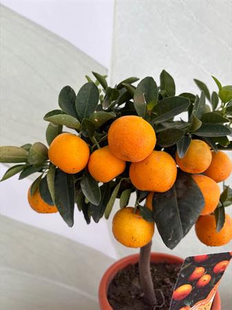 Calamondino Bonsai con arance