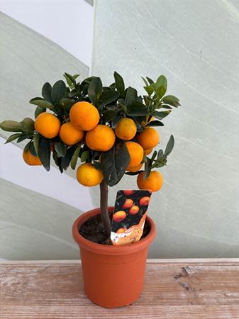 Calamondino Bonsai con arance