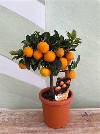 Calamondino Bonsai con arance