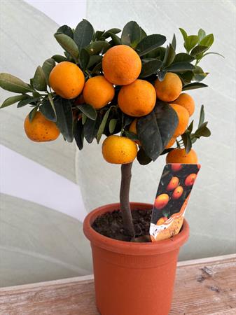 Calamondino Bonsai con arance