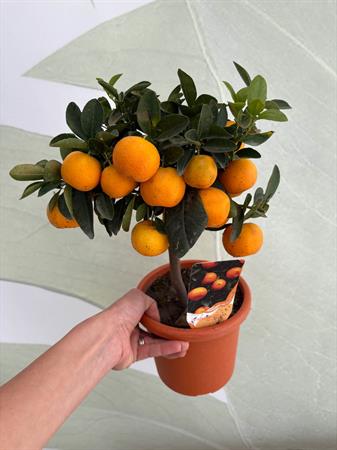 Calamondino Bonsai con arance