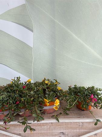 Portulaca