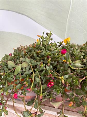 Portulaca