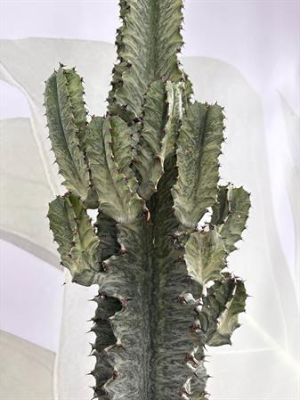 Cactus variegato euphorbia trigona