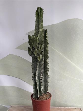 Cactus variegato euphorbia trigona