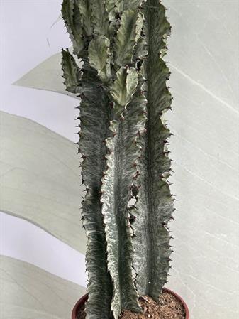 Cactus variegato euphorbia trigona
