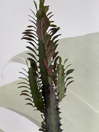 Euphorbia trigona cactus a colonna