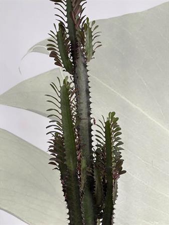Euphorbia trigona cactus a colonna