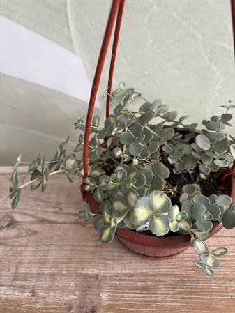 Senecio pianta collana di perle