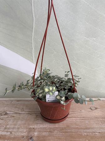 Senecio pianta collana di perle