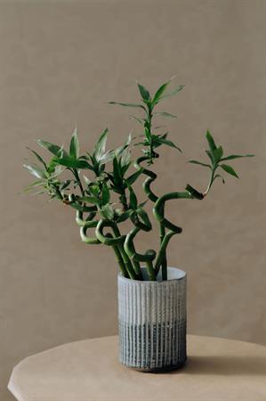Lucky Bamboo portafortuna in acqua