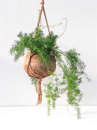 Kokodama grande rampicante Asparagus Falcatus