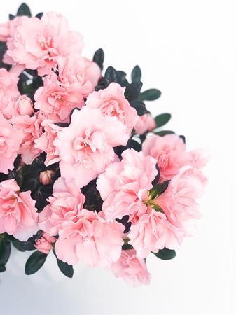 Azalea rosa primaverile
