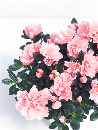 Azalea rosa primaverile