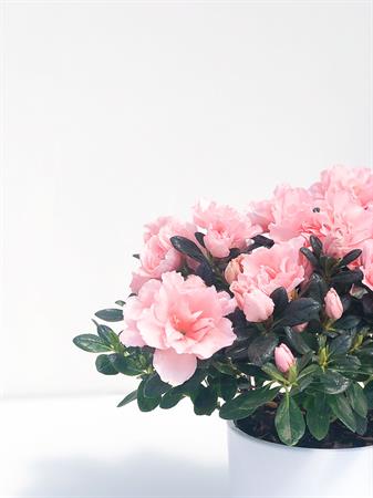 Azalea rosa primaverile