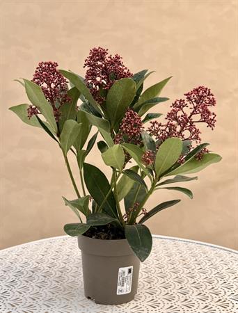 Skimmia d.12 h.35