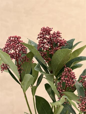Skimmia d.12 h.35