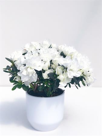 Azalea bianca cuscino di fiori