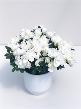 Azalea bianca cuscino di fiori