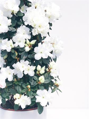 Azalea piramide fioritura ordinata scenografica