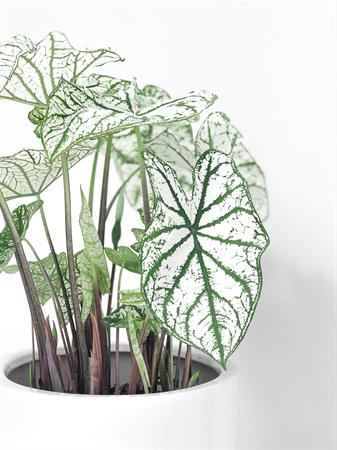 Caladium pianta foglie bianche