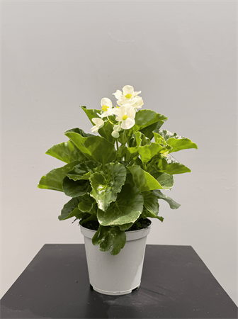 Begonia
